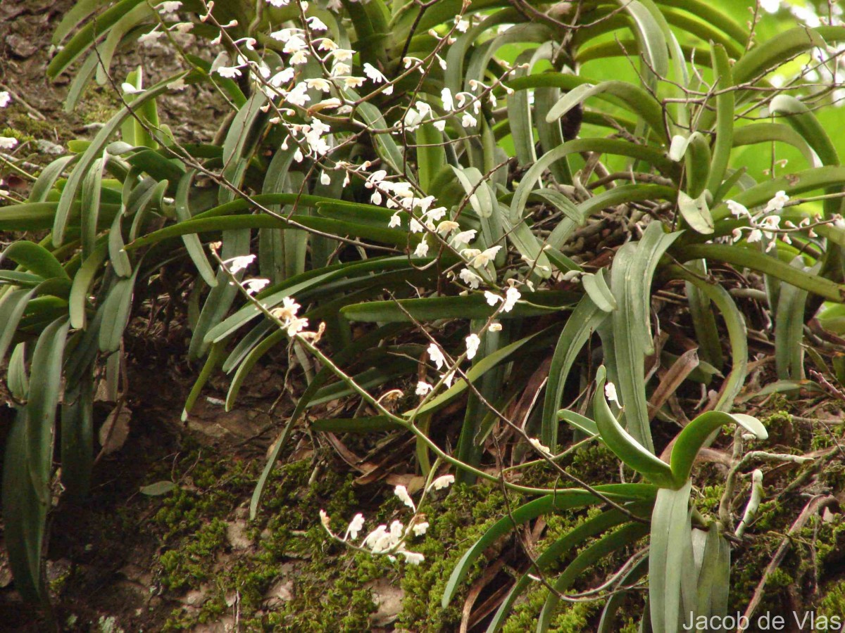 Aerides ringens (Lindl.) C.E.C.Fisch.